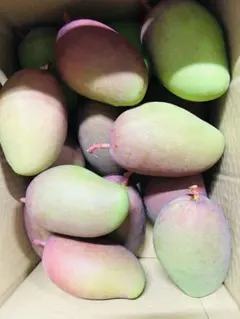沖縄 】摘果マンゴー 特大200g 〜 380g 約3.6kg (箱込み) | Mercari