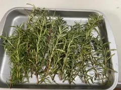 栽培期間中農薬不使用 ローズマリー カット苗 約15cm 20本(愛知県産