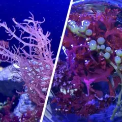 あやの様 リクエスト 2点 まとめ商品