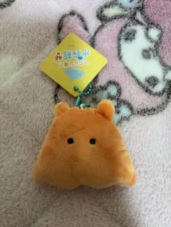 つぶらな瞳 水族館 めんだこ