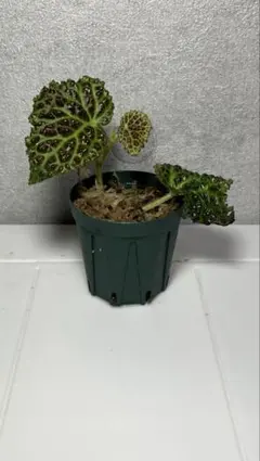 Hotate様 リクエスト 3点 まとめ商品