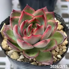 レッドメロー 大型品種 センペルビウム 多肉植物 カット苗 - メルカリ