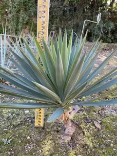 2025年最新】キミガヨランの人気アイテム - メルカリ