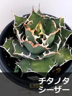 A233　アガベ　チタノタ　シーザー