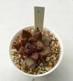 ポルボローネ×コロラータアテマハック札付きポットごとメルカリ便ルイパパさん苗 ボルボローネ×コロラータアテマハック札付きポットごとメルカリ