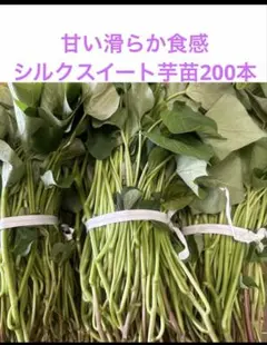 無農薬シルクスイート芋苗200本セール - メルカリ