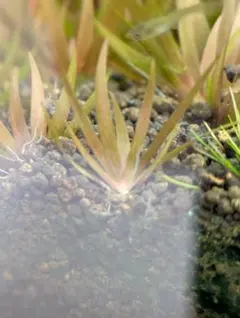 メルカリ便 xyris sp red 水中葉大株1株 水草 ADA 水槽 - メルカリ