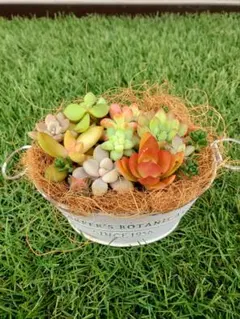 【多肉植物】寄せ植え カット苗セット s4