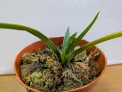 ✦ 富貴蘭 ✦ フウラン ✦ 紅赫殿 ✦のサムネイル