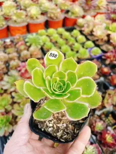 桜*様 558 グリーンローズ 多肉植物 アエオニウム 抜き苗