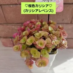 まこ様 リクエスト 2点 まとめ商品