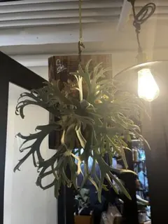 P.willinckii Yellow moon dwarf （子株 OC) - メルカリ