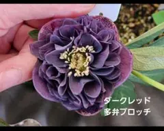 2026年最新】クリスマスローズ 種子の人気アイテム - メルカリ