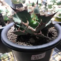 2025年最新】ネームドアガベの人気アイテム - メルカリ