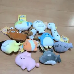 つぶらな瞳　水族館　動物園　海の動物