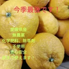 柚子 「農薬：栽培期間中不使用」 約6〜12個 - メルカリ