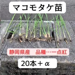 2026年最新】マコモダケ苗の人気アイテム - メルカリ