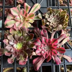 アエオニウム　カット苗セット　４種　多肉植物　発根済み　大苗