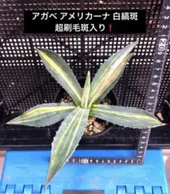 2025年最新】アメリカーナ白縞斑の人気アイテム - メルカリ