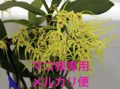 マコ様 メルカリ便　リクエスト 2点 まとめ商品