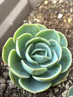 2026年最新】多肉植物 七福神 抜き苗の人気アイテム - メルカリ