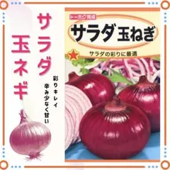 【野菜球根】ホームたまねぎ赤１０球☆ポンと置くだけ！玉ねぎ苗より手軽に簡単栽培❣ 野菜球根】ホームたまねぎ赤10球☆ポンと置くだけ！玉ねぎ苗より手軽