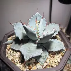 2025年最新】アガベ パラサナ ハイブリッドの人気アイテム