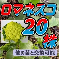 値下げ ロマネスコ 育苗中農薬不使用