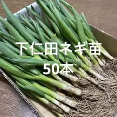 福岡県産 ネギ苗 150本セット - メルカリ