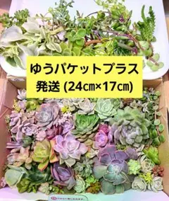 根つき多数抜き苗多肉植物カット苗詰め合わせ寄せ植えセット多肉弁当