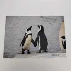 【即購入可能】L版ペンギンの写真