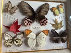 2026年最新】蝶 標本 レアの人気アイテム - メルカリ