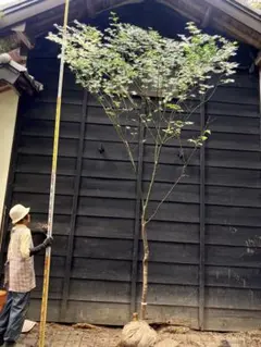 2026年最新】山採り もみじの人気アイテム - メルカリ