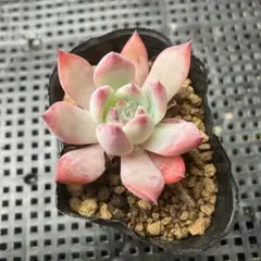 多肉植物　エケベリア　中里リンゼアナxホリコロ　SSSさん苗 多肉植物 エケベリア 中里リンゼアナxホリコロ SSSさん苗 多肉