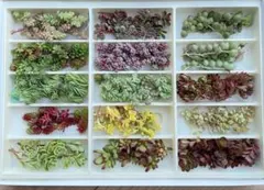 SP セダム　多肉植物　多肉弁当　詰め合わせ　寄せ植え　セット　カット苗
