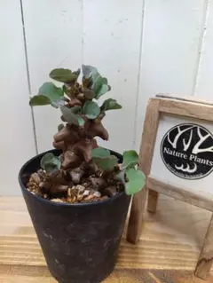 2025年最新】オトンナ ヘレーの人気アイテム - メルカリ