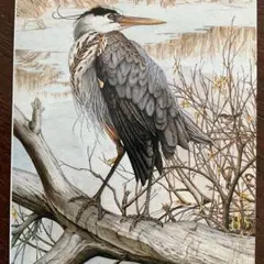 飛翔する白頭鷲　色鉛筆画 飛翔する白頭鷲 色鉛筆画 - メルカリ