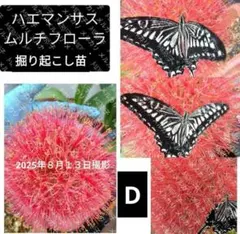 2025年最新】マユハケオモトの人気アイテム - メルカリ