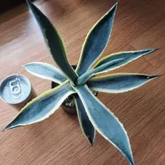 2025年最新】アガベ アメリカーナ バリエガータの人気アイテム - メルカリ