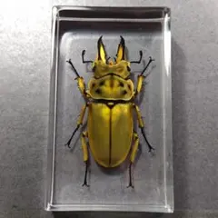 オウゴンオニクワガタ樹脂標本 - メルカリ