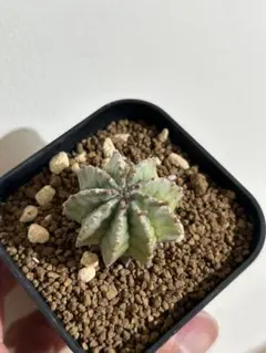 なべべ様 リクエスト 2点 まとめ商品