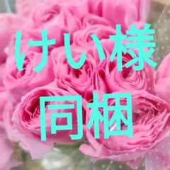 けい様同梱 紅てまり 恋てまり各10本ポンポンガーベラ5本