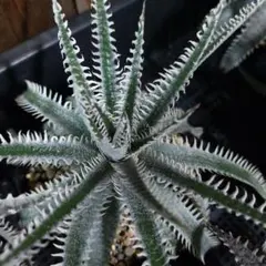 Dyckia Samurai x DiamondPlaw F2 - メルカリ