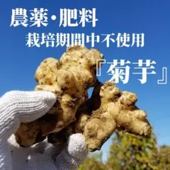 菊芋 1kg 農薬肥料栽培期間中不使用 露地栽培 熊本県産 自然栽培