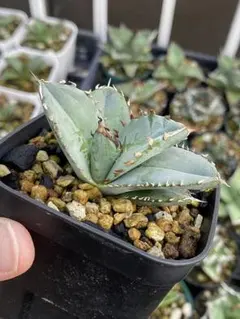 2025年最新】アガベチタノタブルーの人気アイテム - メルカリ