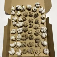 和綿　綿花　コットンフラワー　1