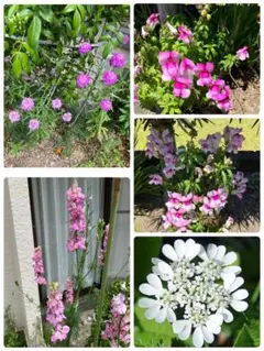 春〜初夏咲き、花種まとめ売りのサムネイル