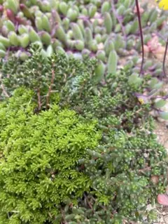 gachapin.a.0616様 リクエスト 2点 まとめ商品