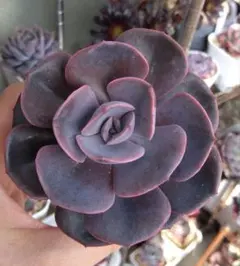 おかゆん⭐️様 リクエスト 2点 まとめ商品