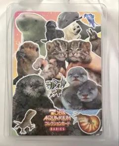 鳥羽水族館トレカ とばすいコレカ2 とばすい赤ちゃん大集合！ - メルカリ